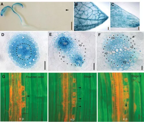 Fig. 3. DGT expression pattern and subcellular localization. (A-F) Expression of DGT:GUS reporter in tomato