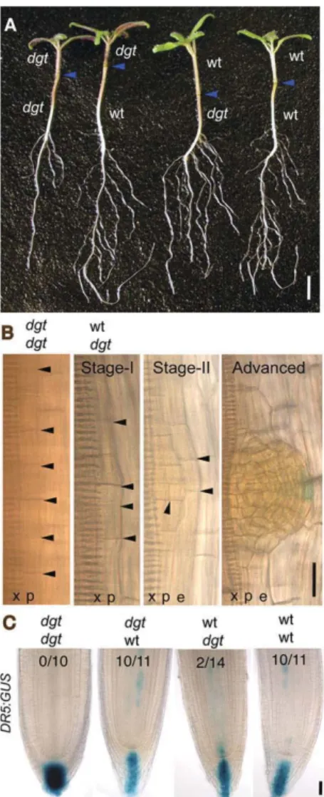 Fig. 4. Partial overlap between DGT and ENTIRE (E)/Sl-IAA9 pathways.