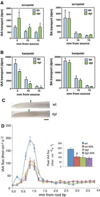 Fig. 7. Effect of DGT expression level on PIN- and ABCB-mediated auxin efflux. (A) dgt leaf protoplasts exhibit increased IAA export (mean±s.e.m.;