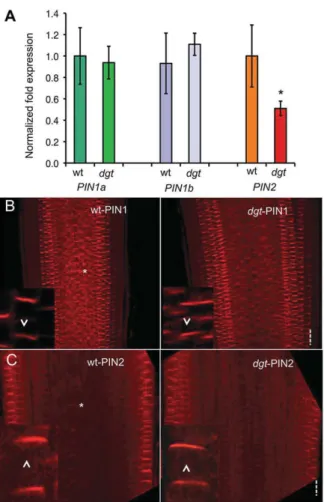 Fig. 8. PIN expression and plasma membrane localization in dgt root tips.