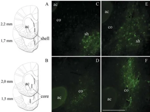 Fig. 3. Sites of vector inoculation and GFP expression. Panels A and B represent a schematic drawing of sites of LV-siRNAs or LV-GFP vectors inoculation (gray vertical bars) in the NAc shell (A) and core (B), according to Paxinos and Watson (2005)