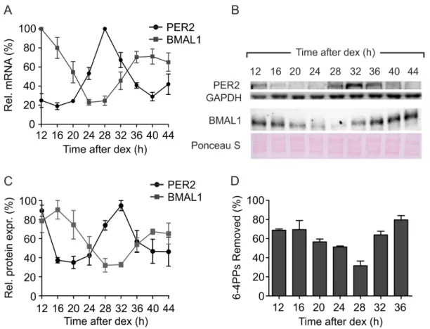 Figure 1. Circadian rhythmicity and DNA repair efficiency. (A) Relative levels of Per2 and Bmal1 mRNAs in C63 cells were analyzed every 4 h after dexamethasone pulse during an interval of 32 h