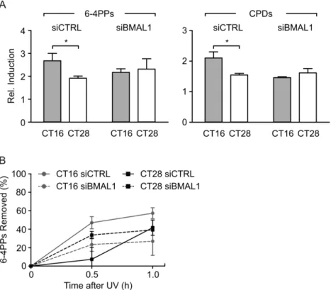 Figure 3. Photoproduct formation and repair in C63 cells transfected with siBmal1. (A) The quantity of 6-4PP and CPD photoproducts formed immediately after UV irradiation at CT16 and CT28 was determined in fibroblasts transfected with siBMAL1 and siCTRL