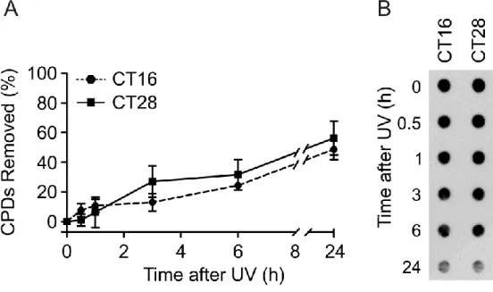Figure 2S. Removal of CPDs induced by UV light in C63 cells. (A) Percentage of CPD photoproducts  removed within 24 h of post-irradiation incubation