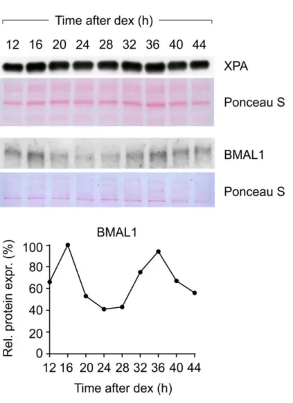 Figure 4S. XPA expression in quiescent skin fibroblasts derived from a healthy newborn donor