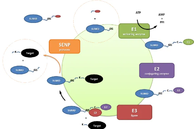 Figure  2  There  are  several  enzymes  involved  in  SUMOylation.  First  the  SENP  activates  the  SUMO  precursor  protein, then it is bound by the activating enzyme E1 and E2 and then conjugated to the target protein by a isopeptide  link with the he