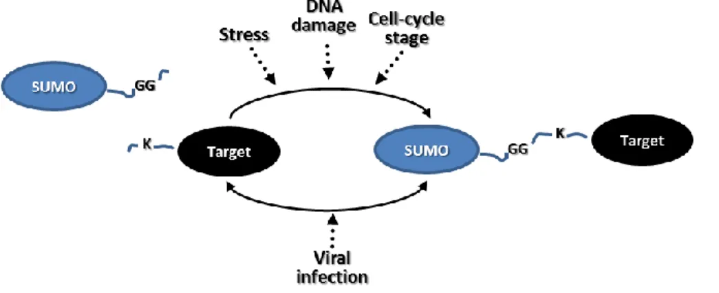 Figure 4: The overexpression of SUMOylation can be caused by stress or DNA damage. 