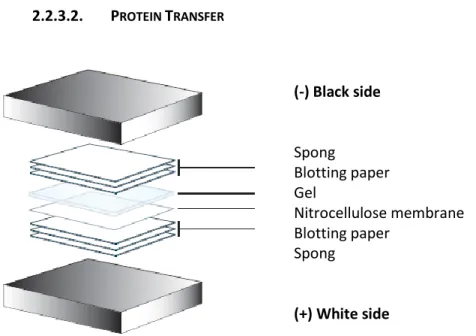 Figure 20: Schema of the order to prepare the wet transfer of the proteins from the gel to the membrane (18) 