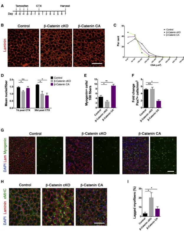 Figure 3. b -Catenin Controls the Proliferation/Differentiation Balance in Muscle Progenitor Cells In Vivo For a Figure360 author presentation of Figure 3, see the figure online at http://dx.doi.org/10.1016/j.celrep.2016.04.022#mmc3.