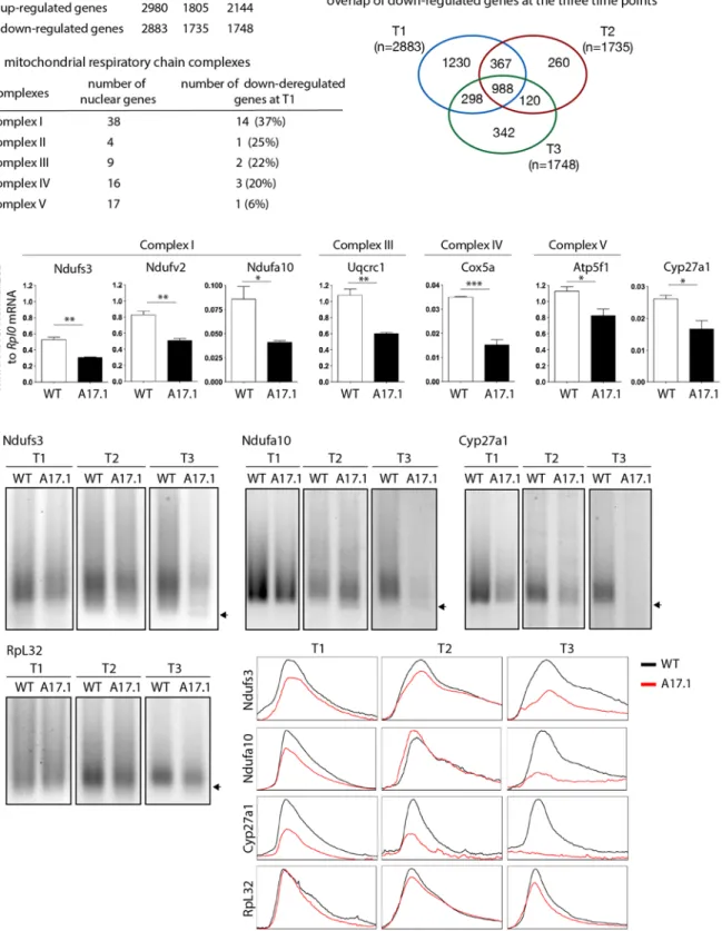 Fig 7. Deregulation of the mitochondrial pathway in the OPMD mouse model. A) Number of deregulated genes in A17.1 mouse skeletal muscles using microarrays