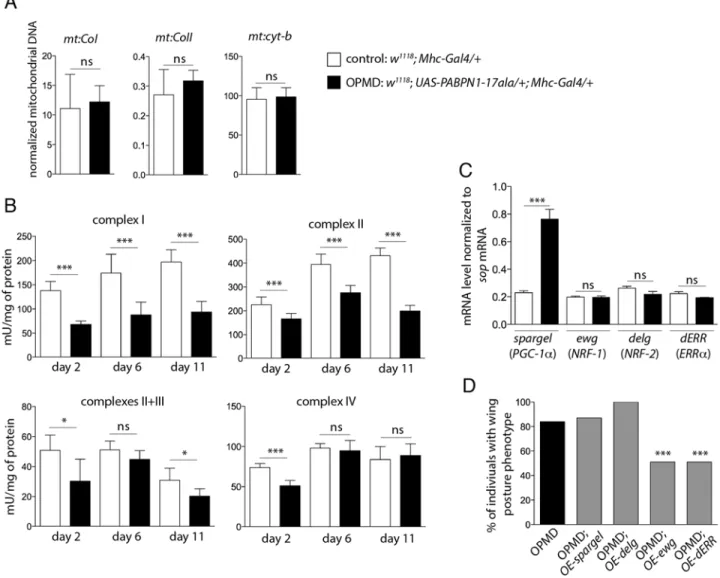 Fig 2. Reduced mitochondrial activity in muscles expressing PABPN1-17ala. A) Quantification of mitochondrial DNA (mtDNA) content in control and PABPN1-17ala- expressing thoraxes at day 2, using qPCR