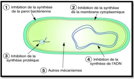 Figure 3:Mécanisme d'action antimicrobienne des antibiotiques. (Tortora et al.,2010). 
