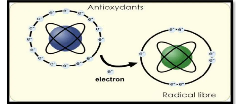 Figure 4:Formation des radicaux libres (Ir Greet .,2004). 