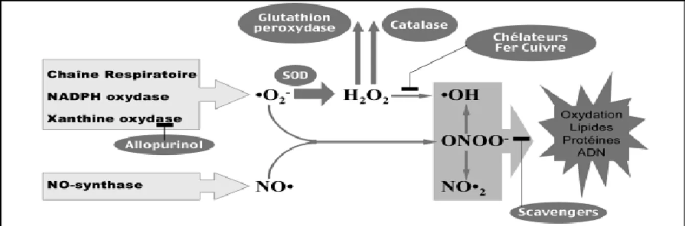Figure 6:Action des antioxydants au cours du métabolisme des dérivés réactifs de  l’oxygène (Cano et al., 2007)