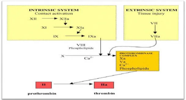 Figure 15 : Schéma simplifié de la cascade de coagulation (Ajjan et Grant, 2006). 