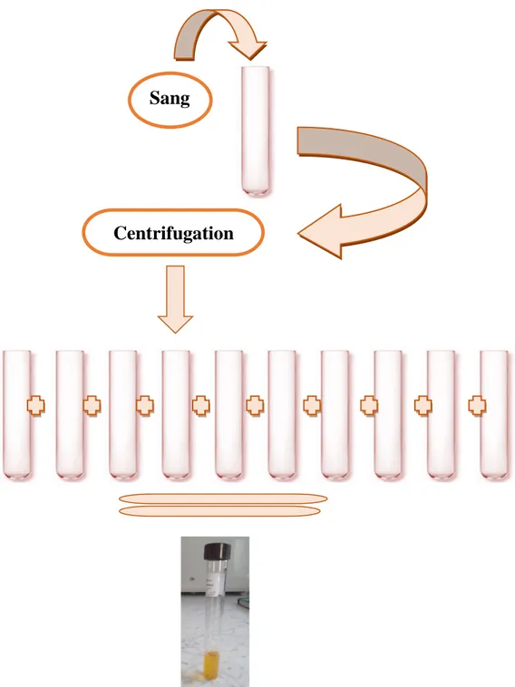 Figure 28 : Etapes de préparation d’un pool de plasma  B/ Activité anticoagulante vis-à-vis de la voie endogène 