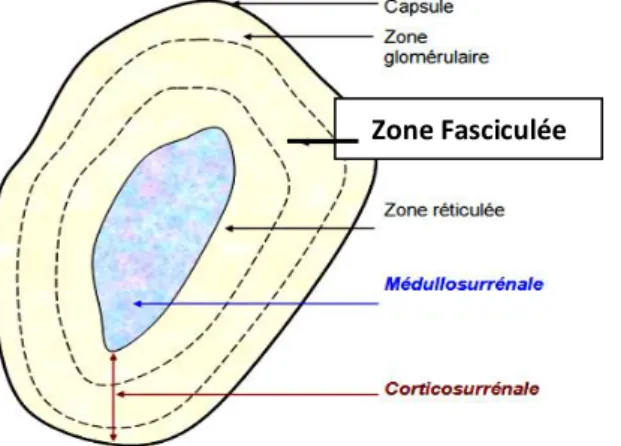 Figure 6 : Coupe schématique de la glande surrénale [25].