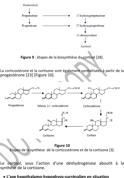 Figure 9 : étapes de la biosynthèse du cortisol [28]. 