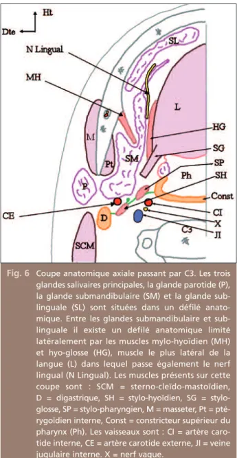 Fig. 6 Coupe anatomique axiale passant par C3. Les trois glandes salivaires principales, la glande parotide (P), la  glande  submandibulaire  (SM)  et  la  glande   sub-linguale  (SL)  sont  situées  dans  un  défilé   anato-mique