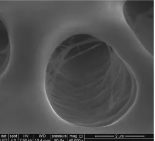 Fig. 5 Une zone d’émail de molaire mandibulaire à gros- gros-sissement x 10 000 est présentée ici après un  trai-tement à l’acide citrique (pH 1,1) visant à  décalci-fier  superficiellement  le  tissu  ;  on  note  bien l’organisation prismatique de l’émai