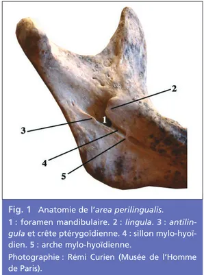 Fig. 1 Anatomie de l’area perilingualis.
