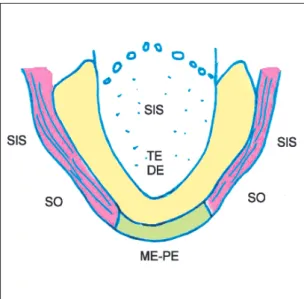 Fig. 3 Phonèmes correspondant à chaque secteur.