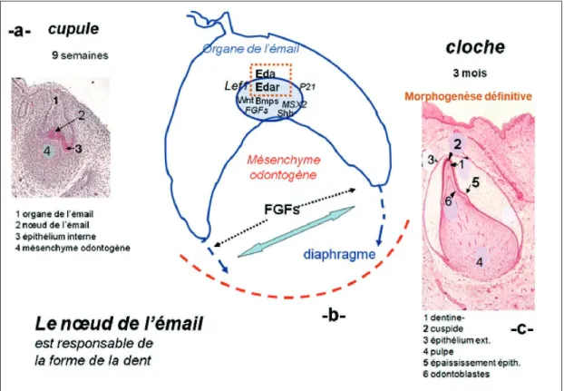 Fig. 12 a à c Étapes de morphogenèse coronaire.