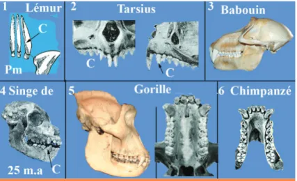 Fig. 3 Occlusions labidodontes et psalidodontes.