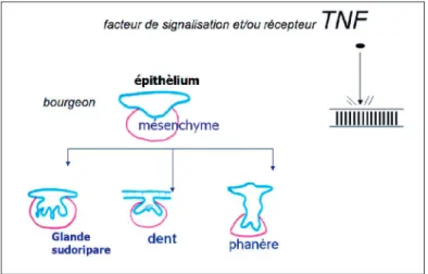 Fig. 5 Dysplasie ectodermique anhydrotique.