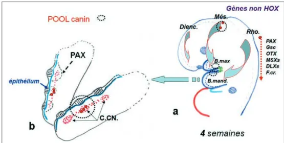 Fig. 8 Homéocode dentaire maxillaire.