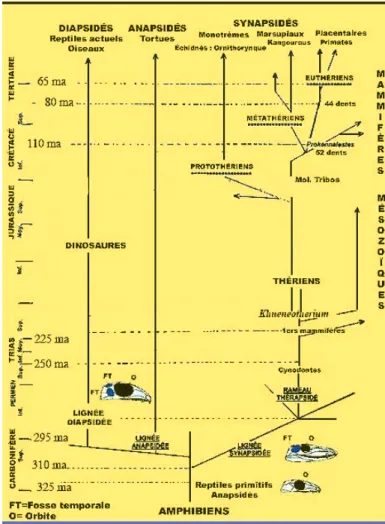 Fig. 1 Les lignées de reptiles et des mammifères au cours de l’Ère secondaire.