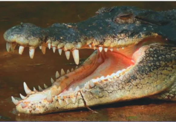 Fig. 2 Dents haplodontes d’un crocodile du Nil (cliché Pandiyan. Licence de  documenta-tion libre GNU).