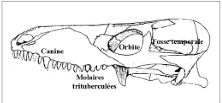 Fig. 3 Crâne de Procynosuchus, Cynodonte primitif (d’après Sigogneau-Russel, modifié).