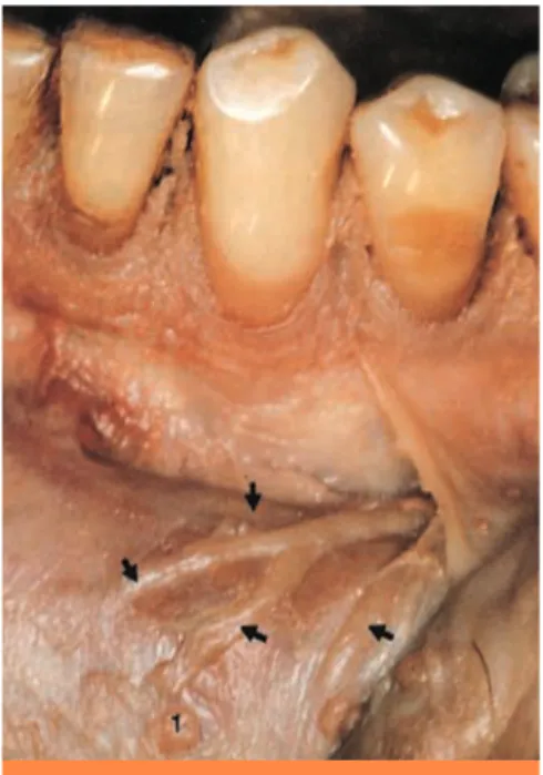 fig. 19 Rameaux labiaux inférieurs.