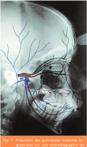 fig. 2 Branches de division du nerf ophtal- ophtal-mique en vert, et du nerf maxillaire en bleu