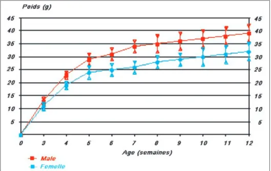 Fig. 1 Croissance des souris de l’expérience.