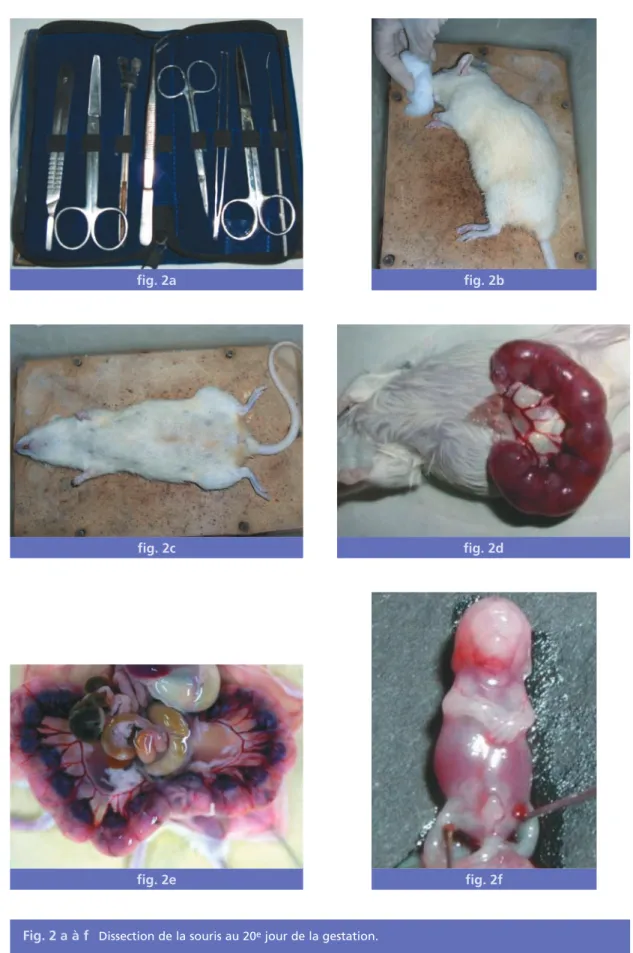 Fig. 2 a à f Dissection de la souris au 20 e jour de la gestation.