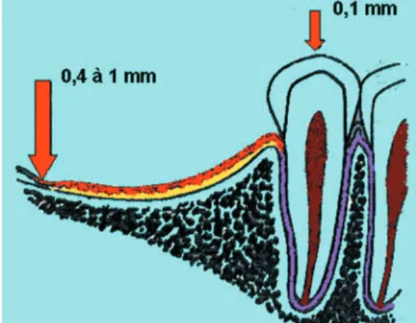 Fig. 1 Notion de dualité tissulaire[1].