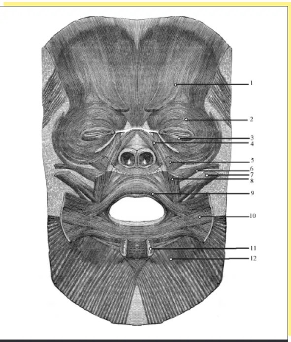 fig. 2 Représentation panoramique des principaux muscles faciaux en vue interne (leurs insertions osseuses ayant été sectionnées), illustrant les inter-relations complexes existant entre eux dans les régions labiale et péri-labiale