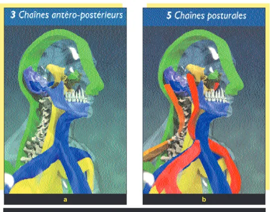 fig. 6 Compensation  antéro-posté-rieure.