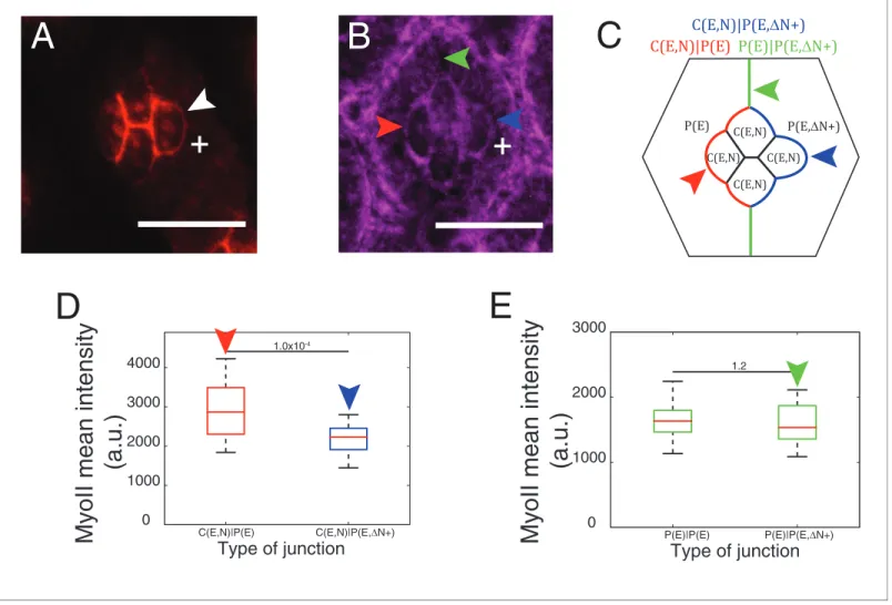 Figure 4. Cytoplasmic part of Ncad is required for MyoII accumulation in heterotypic contacts