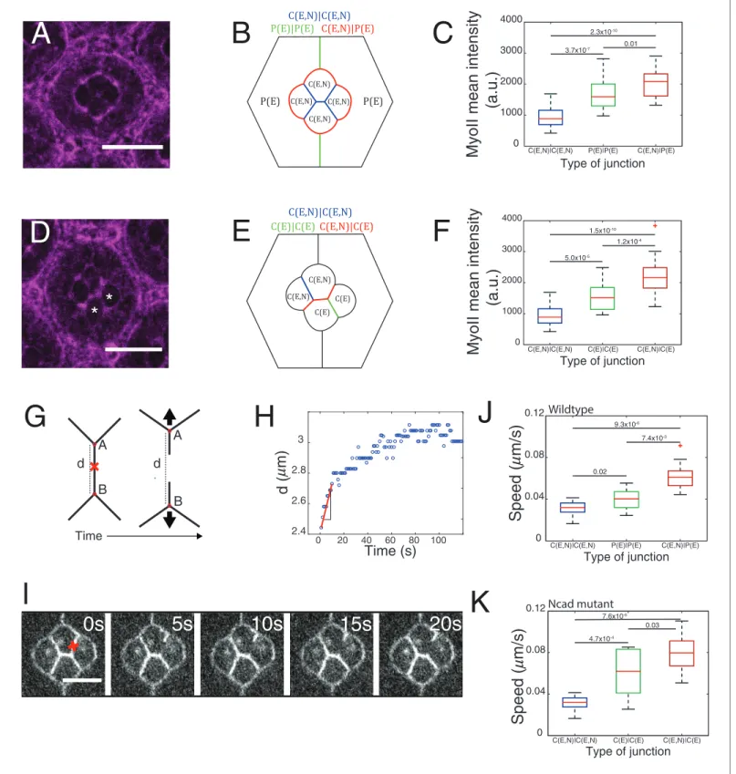 Figure 2. Differential MyoII levels and interfacial tensions at various cell contacts