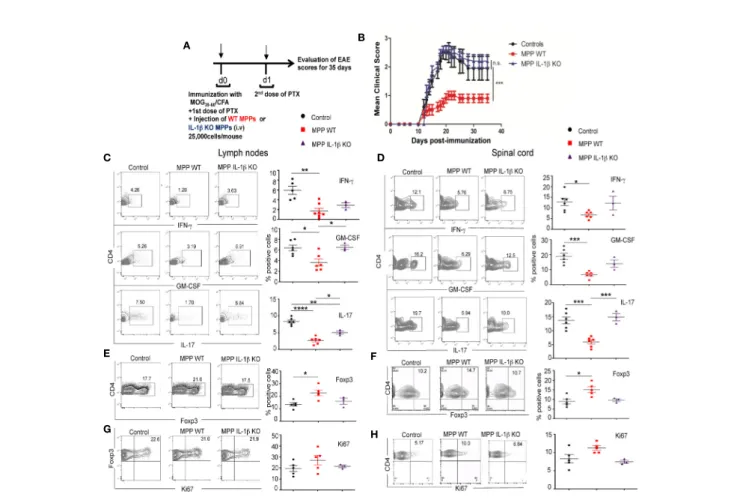 FIGURE 5 | Protective role of MPPs against EAE. Role of IL-1b. (A) EAE was induced by s.c