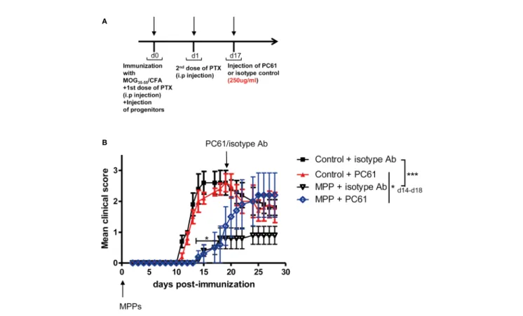 FIGURE 6 | Loss of protection against EAE by MPPs upon elimination of Treg. (A) Mice were immunized for EAE and injected at d0 with or without MPP