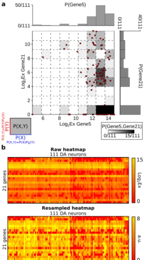 Figure 6. Principles of probability estimation for two random variables. (a) illustration of the basic procedure used in practice to estimate the probability density for the two genes (n = 2) Gene5 and Gene21 in 111 population A neurons (m = 111) using a g