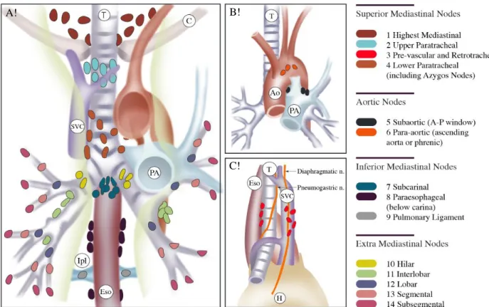 Figure 2. Anatomical depiction of lymph node stations 