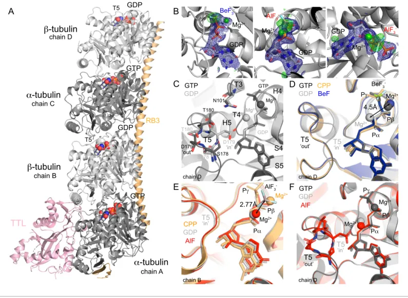 Figure 1. Structure of tubulin bound to GDP-phosphate analogues. (A) The T 2 R-TTL complex includes one RB3 molecule (orange), one TTL molecule (pink) and two tubulin heterodimers: a-tubulin (dark gray, GTP-bound, chains A and C), b-tubulin (light gray, GD