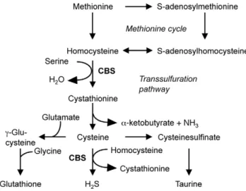 Figure 1. Involvement of CBS in sulfur-containing amino acid metabolism. From Stipanuk [54].