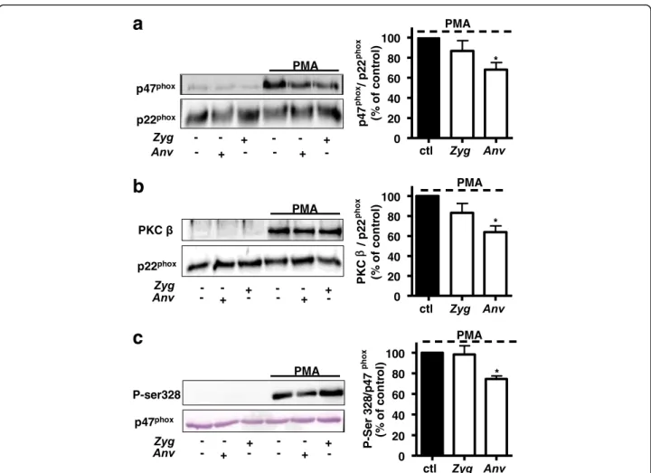 Fig. 2 Effect of Anv and Zyg on PKC and p47 phox translocation and on p47 phox phosphorylation in human neutrophils