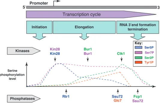 Figure 2.2: General view of Ser 2 , Ser 5 , Ser 7 , and Tyr 1 phosphorylation along the transcription cycle, kinases and phosphatases involved in CTD  mod-ification are represented immediately above and below the graph